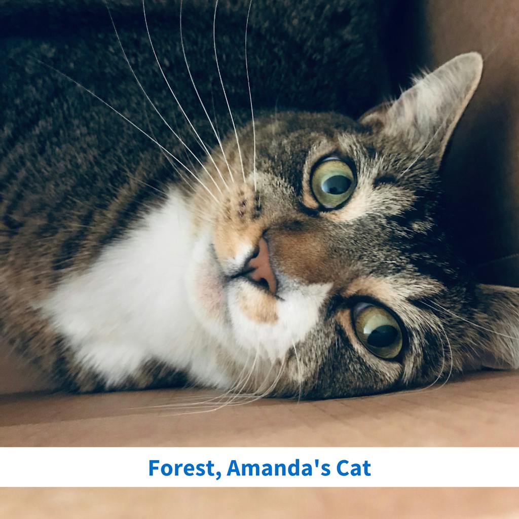 Forest, Amanda's Cat