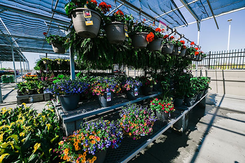 Meijer Bee Pollination Health