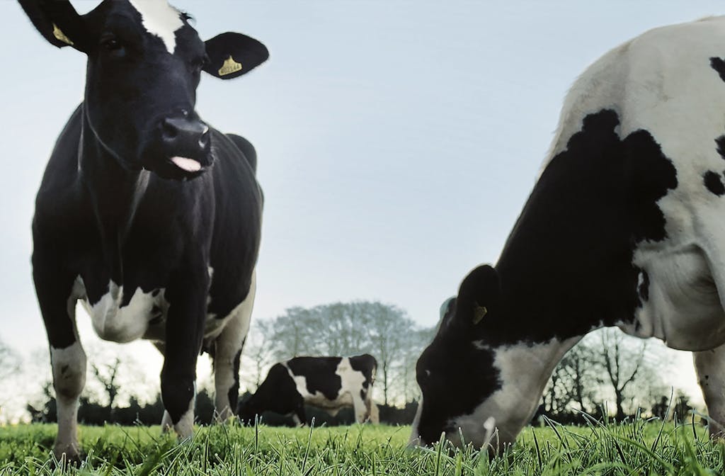 Waitrose Cows