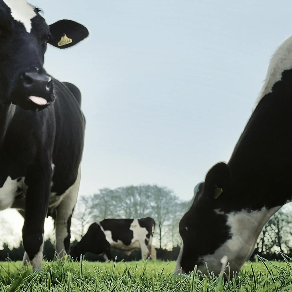 Waitrose Cows